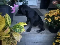 Layla - Cane Corso , a female Cane Corso for sale in Louisville, KY – 6 of 9