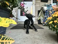 Max - Cane Corso , a female Cane Corso for sale in Louisville, KY – 7 of 7