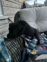 Boy #2 , a male Cane Corso for sale in Louisville, KY – 7 of 10