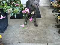 Sadie * ears cropped *, a male Cane Corso for sale in Louisville, KY – 7 of 8