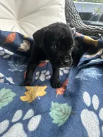 Girl # 1, a female Cane Corso for sale in Louisville, KY – 6 of 10
