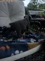 Boy #1, a male Cane Corso for sale in Louisville, KY – 3 of 10