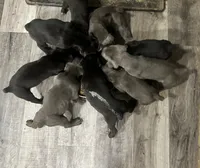 Boy # 3, a male Cane Corso for sale in Louisville, KY – 8 of 8