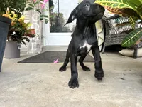Layla , a female Cane Corso for sale in Louisville, KY – 4 of 7
