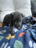 Girl # 5, a female Cane Corso for sale in Louisville, KY – 5 of 9