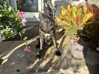 Layla, a female Cane Corso for sale in Louisville, KY – 2 of 9