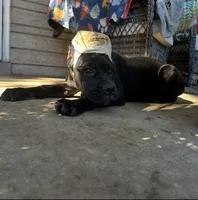Layla * ears cropped.*, a female Cane Corso for sale in Louisville, KY – 3 of 10