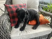 Stella , a female Cane Corso for sale in Louisville, KY – 3 of 7