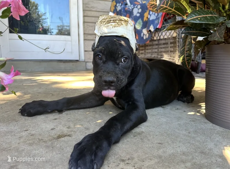 Layla * ears cropped.* – Cane Corso puppy for sale in Louisville, KY