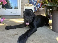 Layla * ears cropped.*, a female Cane Corso for sale in Louisville, KY – 1 of 10