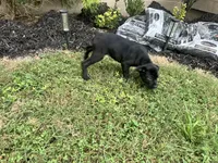 Layla , a female Cane Corso for sale in Louisville, KY – 6 of 7