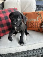 Max , a male Cane Corso for sale in Louisville, KY – 2 of 5
