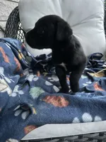 Boy #2 , a male Cane Corso for sale in Louisville, KY – 6 of 10