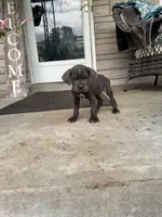 Boy #1 updated , a male Cane Corso for sale in Louisville, KY – 9 of 10