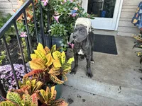 Sadie * ears cropped *, a male Cane Corso for sale in Louisville, KY – 8 of 8