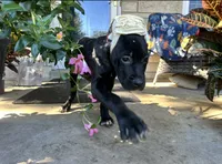 Max * ears cropped *, a male Cane Corso for sale in Louisville, KY – 3 of 8