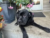 Lola , a male Cane Corso for sale in Louisville, KY – 2 of 8