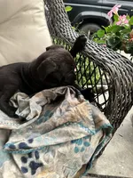 Girl #2 updated, a female Cane Corso for sale in Louisville, KY – 7 of 10