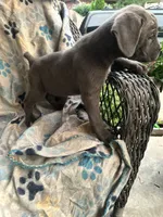 Girl #3 updated , a female Cane Corso for sale in Louisville, KY – 3 of 10