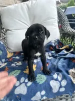 Girl # 2, a female Cane Corso for sale in Louisville, KY – 3 of 10