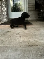 Boy #3 updated , a male Cane Corso for sale in Louisville, KY – 8 of 10