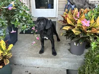 Stella , a male Cane Corso for sale in Louisville, KY – 6 of 8