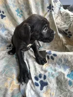 Girl # 1, a female Cane Corso for sale in Louisville, KY – 7 of 10