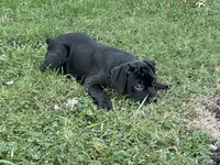 Layla - Cane Corso Pup , a female Cane Corso for sale in Louisville, KY – 9 of 10
