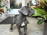 Sadie , a female Cane Corso for sale in Louisville, KY – 8 of 9