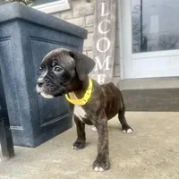 Yellow - Girl, a female Boxer and Cane Corso for sale in Louisville, KY – Photo 8 of 9