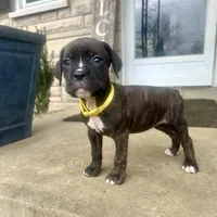 Yellow - Girl, a female Boxer and Cane Corso for sale in Louisville, KY – Photo 4 of 9