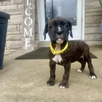 Yellow - Girl, a female Boxer and Cane Corso for sale in Louisville, KY – Photo 3 of 9