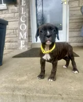Girl - Yellow , a female Boxer and Cane Corso for sale in Louisville, KY – Photo 1 of 9