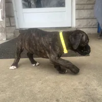 Yellow - Girl, a female Boxer and Cane Corso for sale in Louisville, KY – Photo 6 of 9
