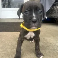 Yellow - Girl, a female Boxer and Cane Corso for sale in Louisville, KY – Photo 2 of 9