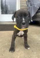 Girl - Yellow , a female Boxer and Cane Corso for sale in Louisville, KY – Photo 3 of 9