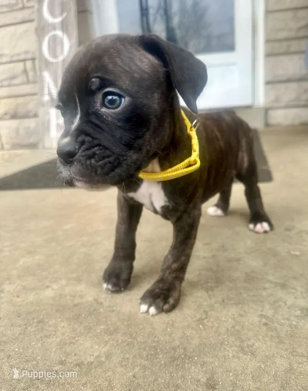 Yellow - Available Now!!! 