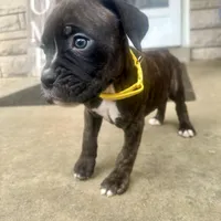 Yellow - Girl, a female Boxer and Cane Corso for sale in Louisville, KY – Photo 1 of 9