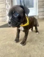Girl - Yellow , a female Boxer and Cane Corso for sale in Louisville, KY – Photo 4 of 9