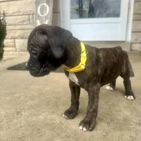 Yellow - Girl, a female Boxer and Cane Corso for sale in Louisville, KY – Photo 5 of 9