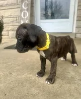 Girl - Yellow , a female Boxer and Cane Corso for sale in Louisville, KY – Photo 5 of 9
