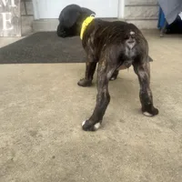 Yellow - Girl, a female Boxer and Cane Corso for sale in Louisville, KY – Photo 9 of 9