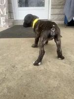 Girl - Yellow , a female Boxer and Cane Corso for sale in Louisville, KY – Photo 9 of 9