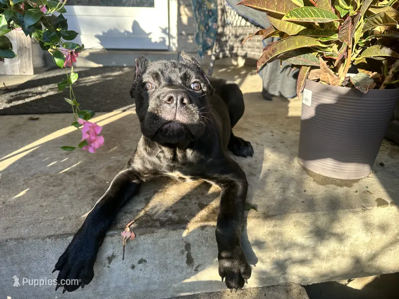 Layla – Cane Corso puppy for sale in Louisville, KY