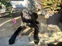 Layla, a female Cane Corso for sale in Louisville, KY – 9 of 9