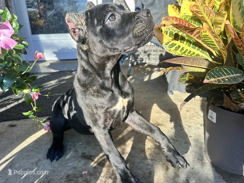 Layla, a female Cane Corso for sale in Louisville, KY – 1 of 9