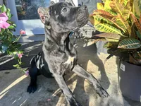 Layla, a female Cane Corso for sale in Louisville, KY – 1 of 9