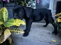Layla - Cane Corso , a female Cane Corso for sale in Louisville, KY – 8 of 9
