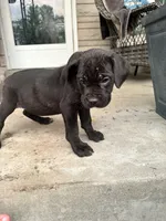 Girl #2 updated, a female Cane Corso for sale in Louisville, KY – 2 of 10