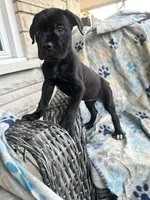Girl # 4 , a female Cane Corso for sale in Louisville, KY – 6 of 10